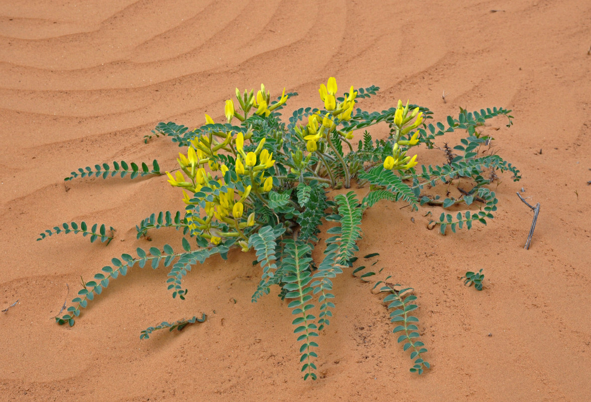 Изображение особи Astragalus longipetalus.