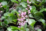 Pyrola incarnata