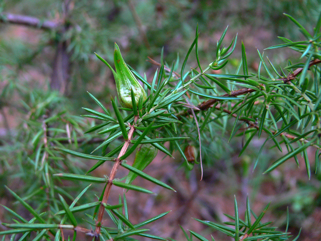 Image of Juniperus communis specimen.