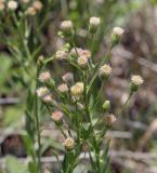 Erigeron acris. Общее соцветие. Пермский край, Кунгурский р-н, ур. Подкаменная гора, разнотравный луг. 10.07.2021.