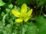 Ranunculus oxyspermus