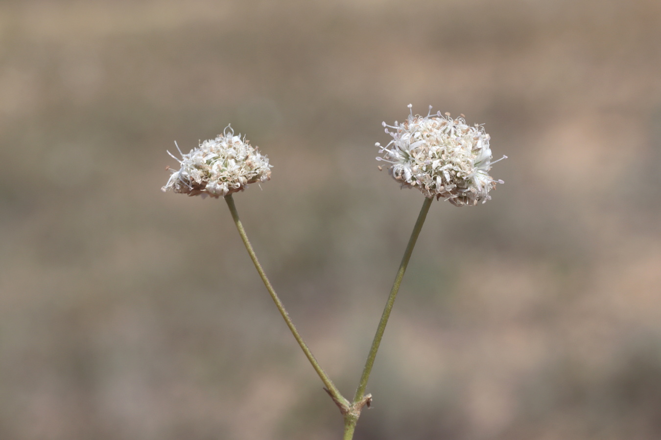 Изображение особи Gypsophila pallasii.