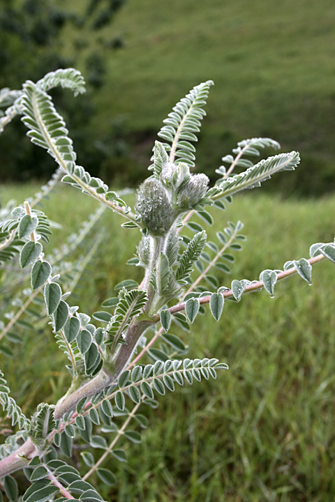 Изображение особи Astragalus alopecias.