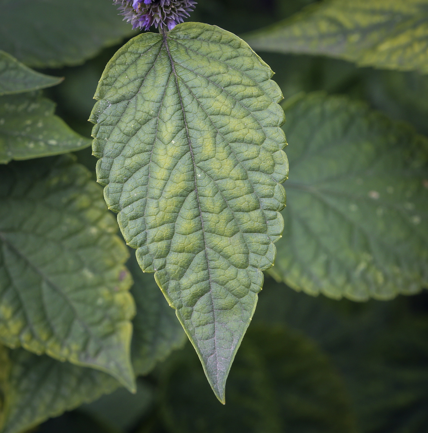 Image of Agastache rugosa specimen.