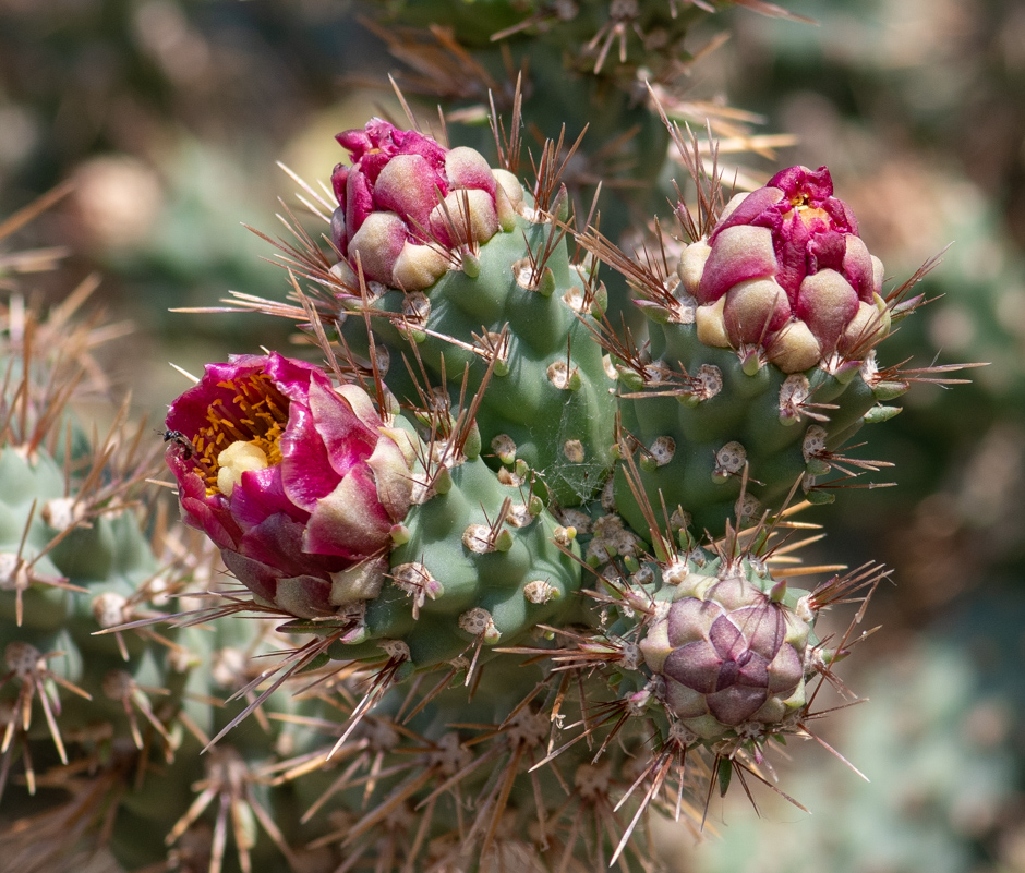 Image of Cylindropuntia cholla specimen.