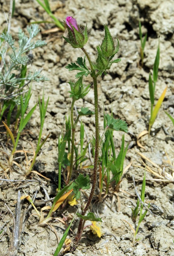 Image of Malva transcaucasica specimen.