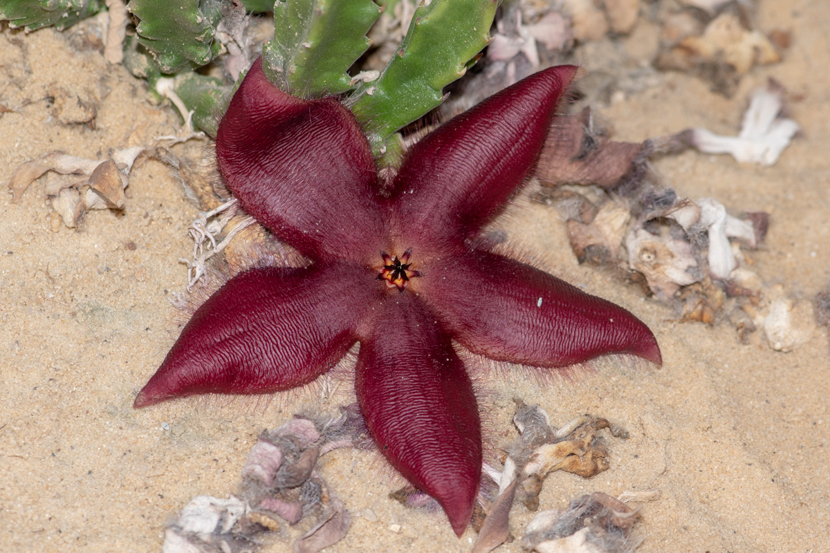 Image of Stapelia hirsuta specimen.