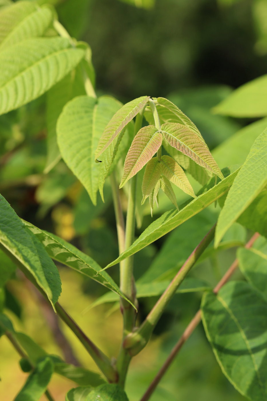 Изображение особи Juglans mandshurica.