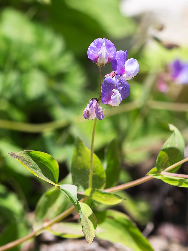 Изображение особи Lathyrus laxiflorus.