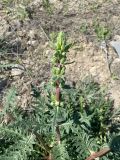 Phlomoides nuda