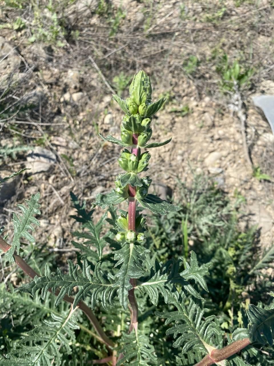 Image of Phlomoides nuda specimen.