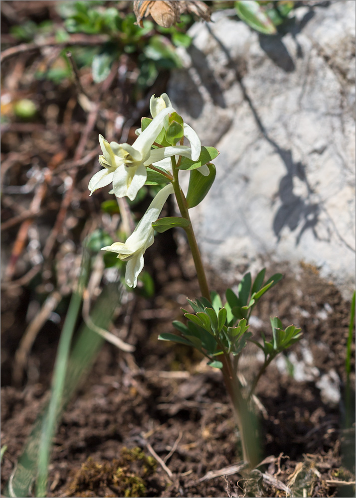 Image of Corydalis vittae specimen.