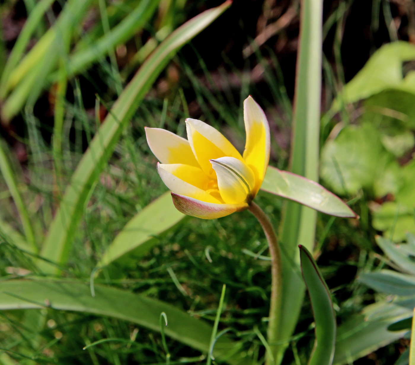 Image of Tulipa tarda specimen.