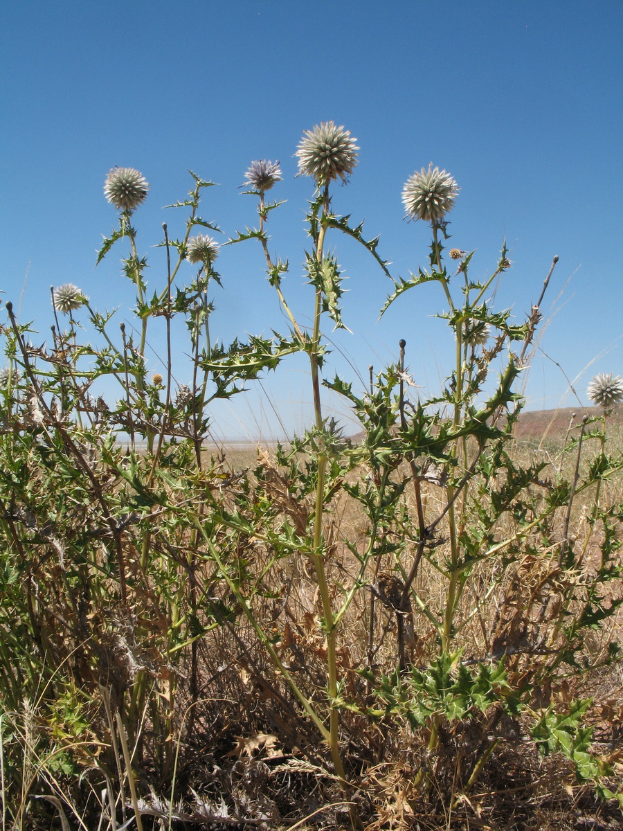 Image of Echinops subglaber specimen.