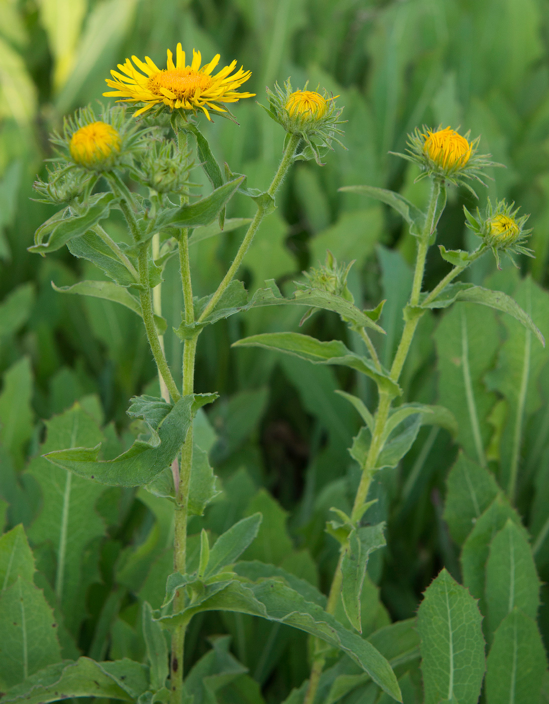 Image of Inula britannica specimen.