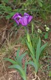Iris aphylla. Цветущее и вегетирующее растения. Дагестан, Левашинский р-н, окр. с. Цудахар, широколиственный лес. 9 мая 2022 г.