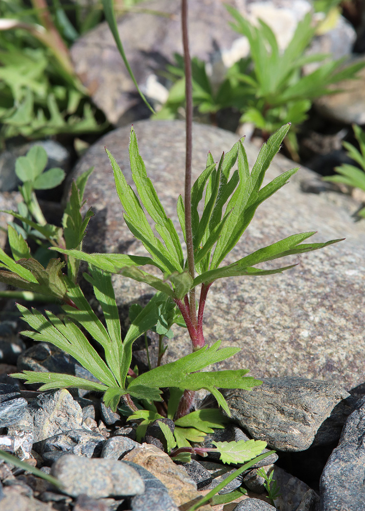 Image of genus Anemone specimen.