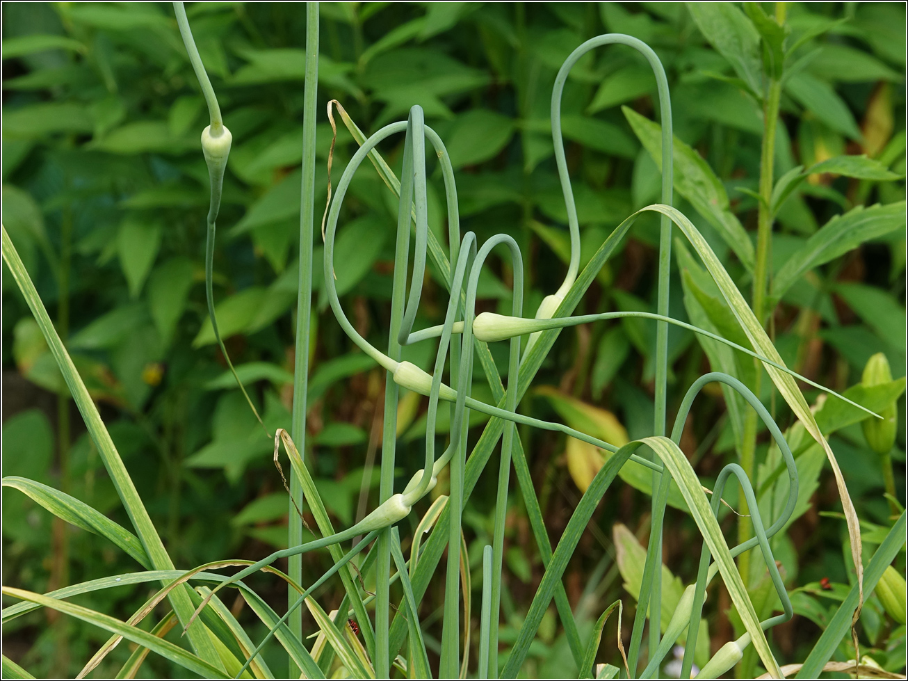 Image of Allium sativum specimen.