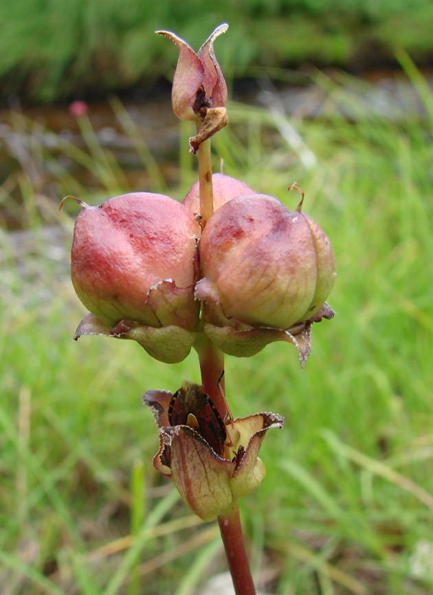 Image of Pedicularis sceptrum-carolinum specimen.