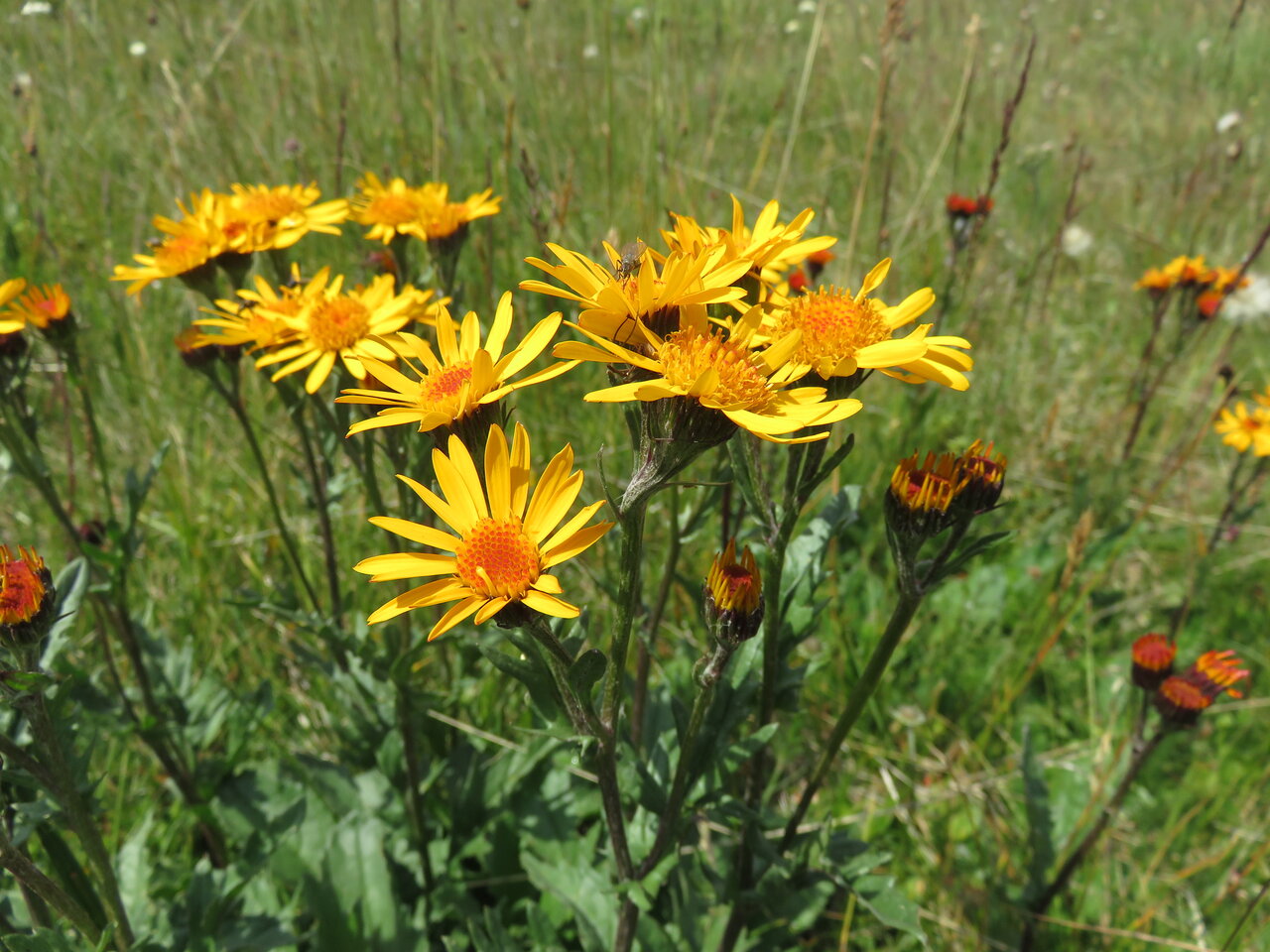 Изображение особи Senecio pancicii.