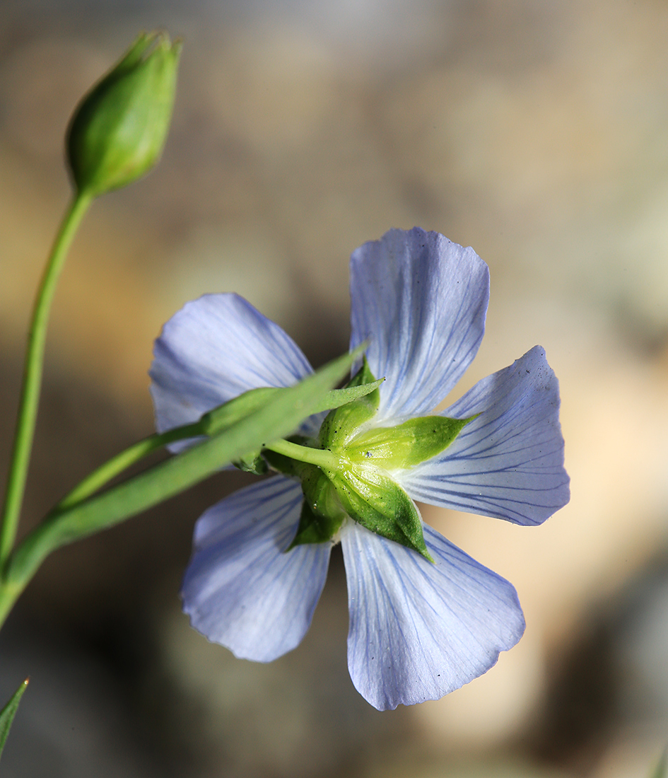 Image of Linum usitatissimum specimen.