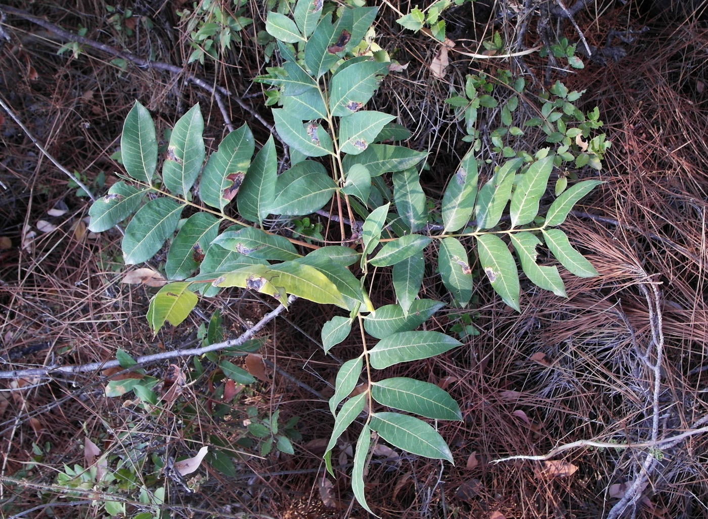 Image of Pistacia terebinthus specimen.