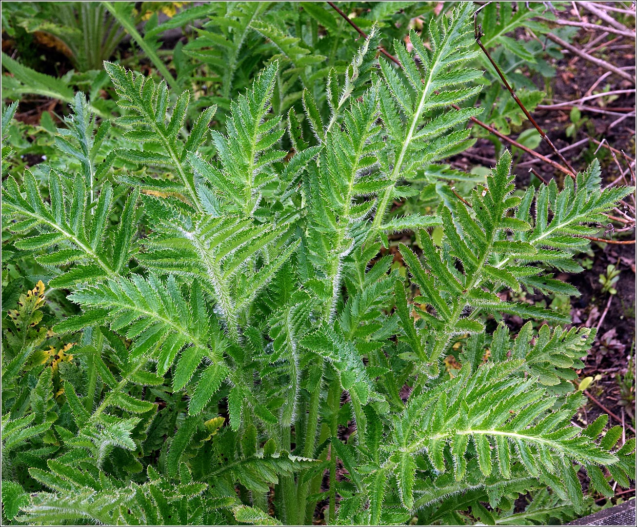 Image of Papaver setiferum specimen.