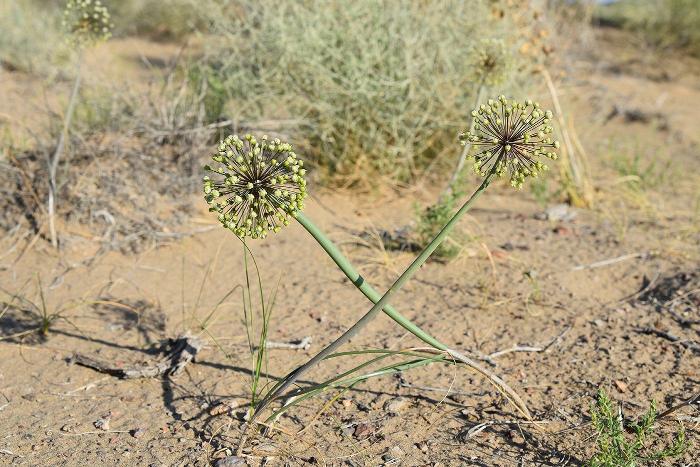 Image of Allium sabulosum specimen.