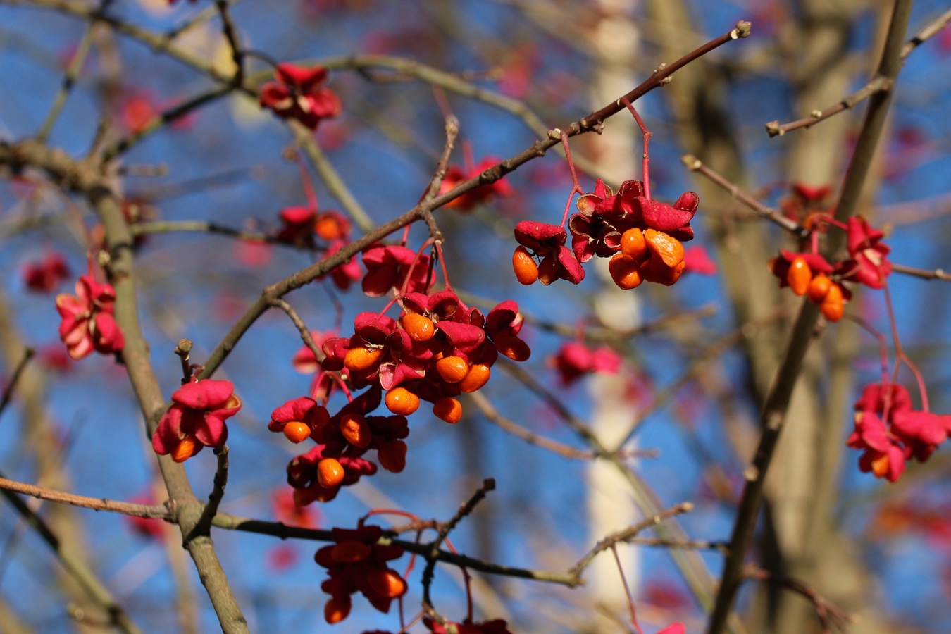 Изображение особи Euonymus europaeus.