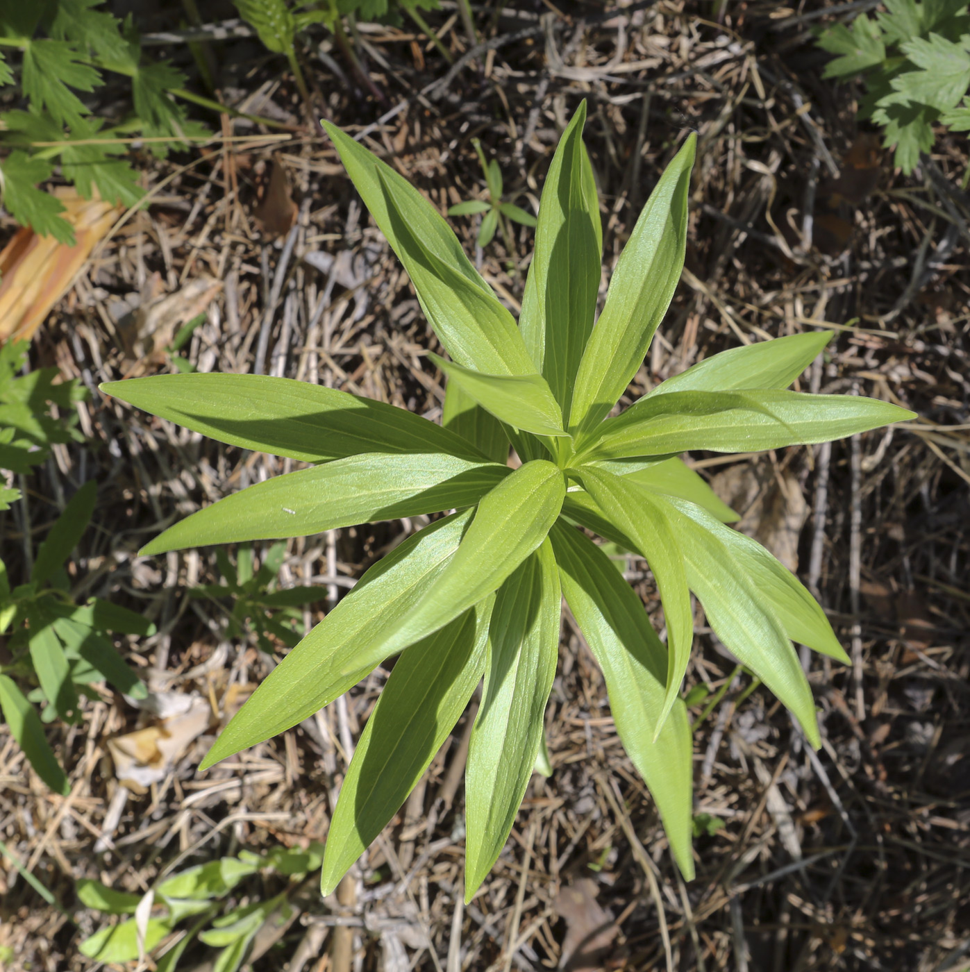 Изображение особи Lilium pilosiusculum.