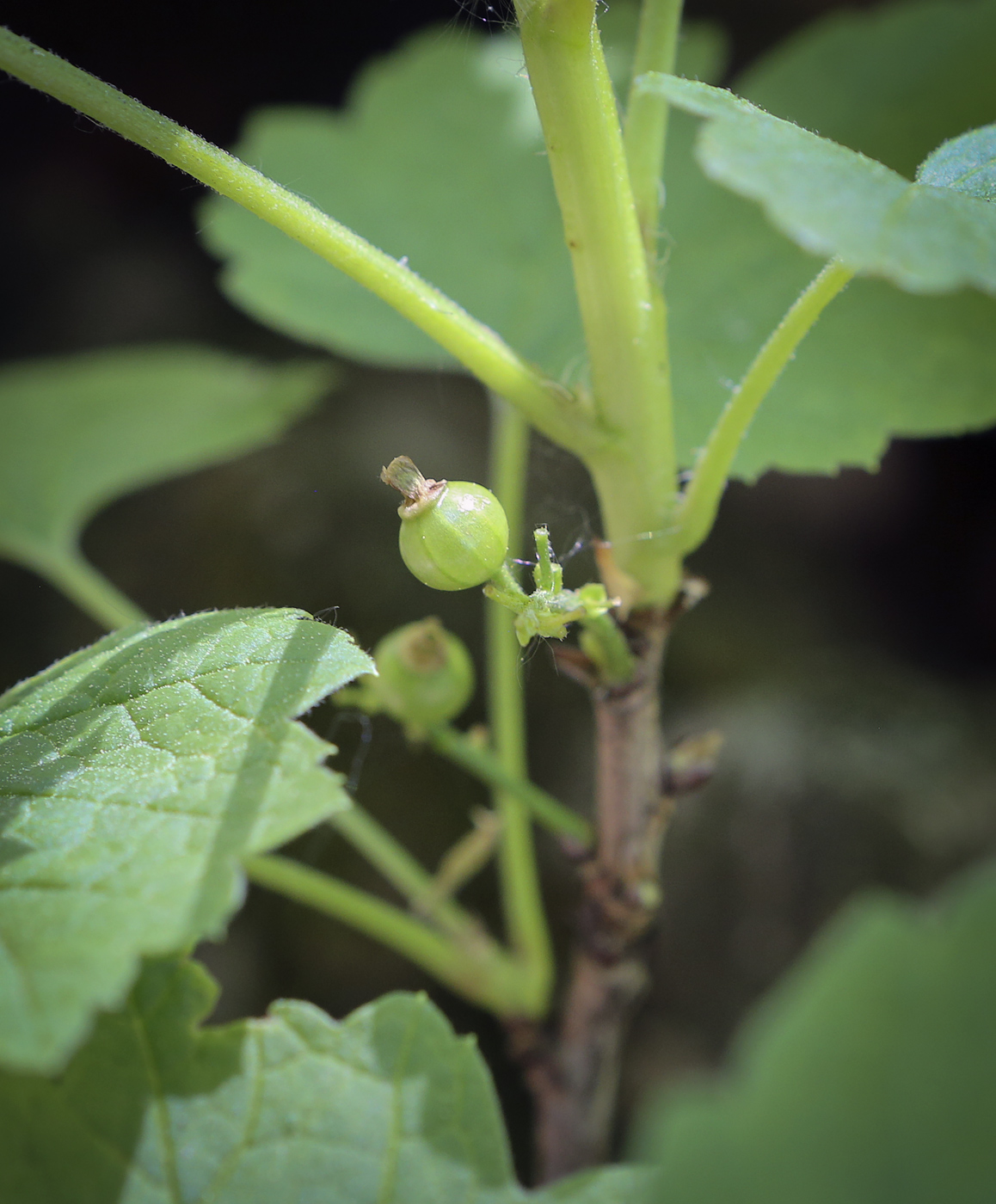 Image of genus Ribes specimen.