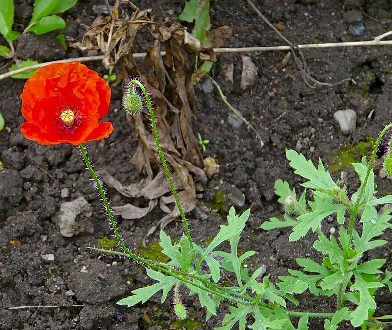 Image of Papaver rhoeas specimen.