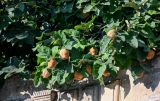 Cydonia oblonga. Верхушка ветви с плодами. Дагестан, г. Дербент, в культуре. 30.07.2022.