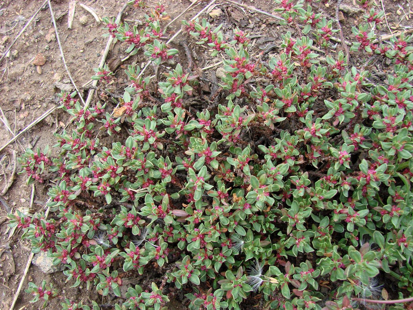 Image of Polygonum biaristatum specimen.