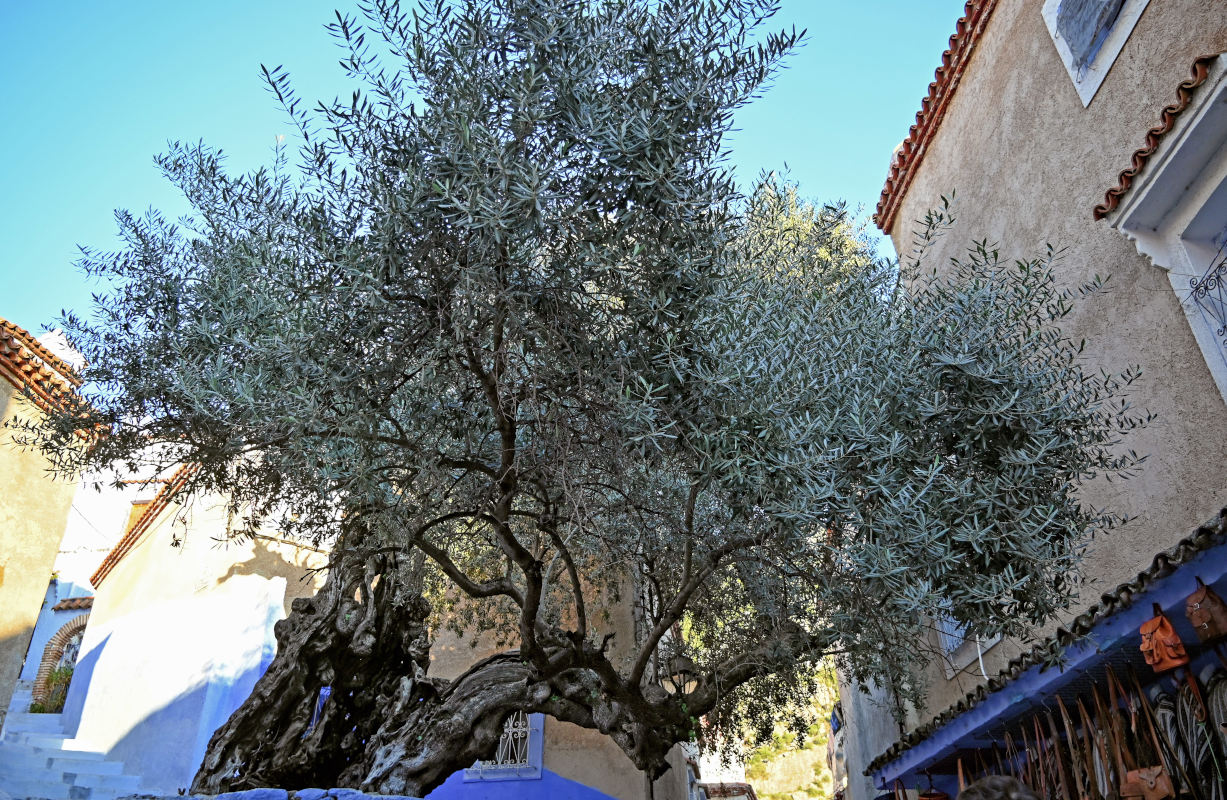 Image of Olea europaea specimen.