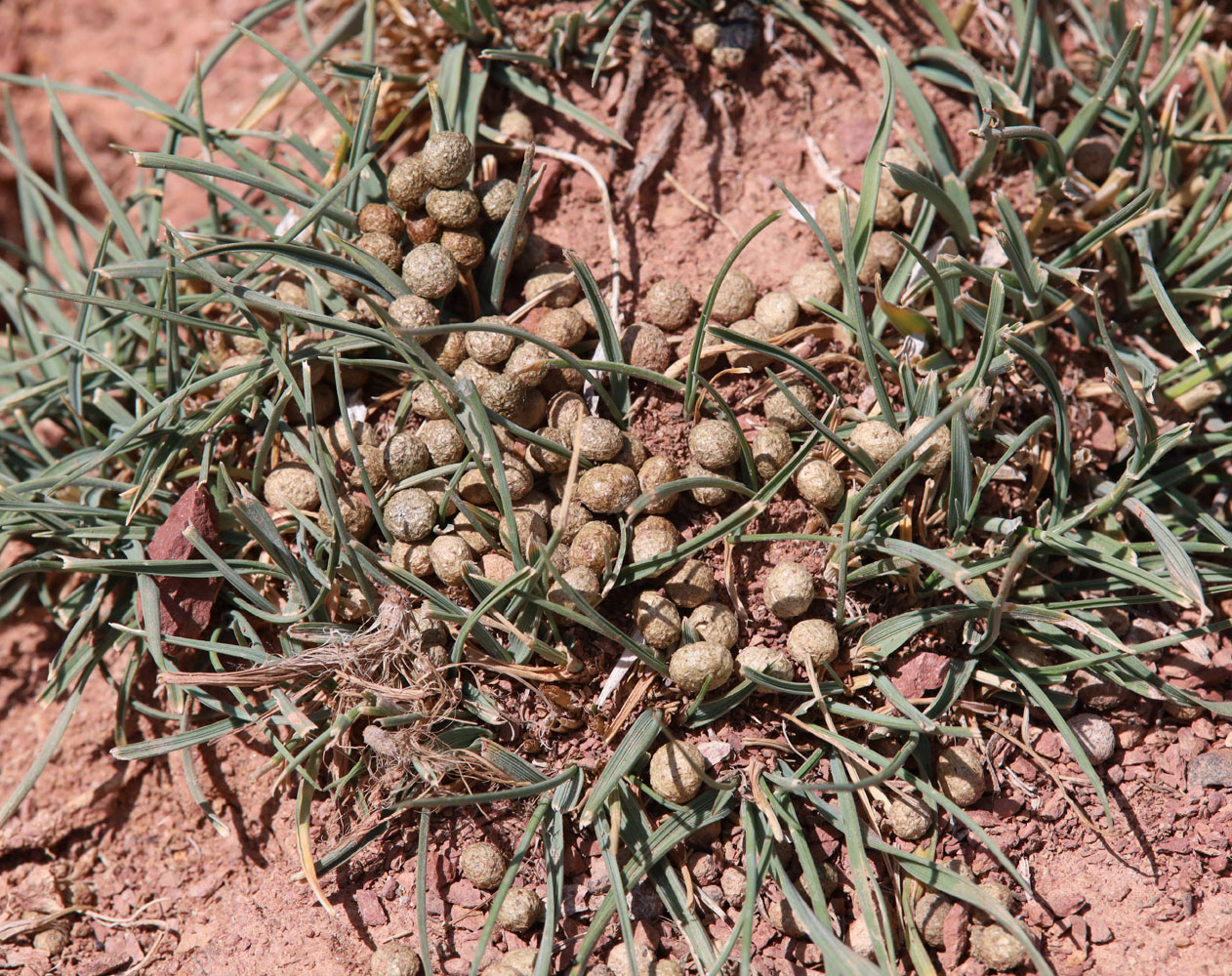 Изображение особи Psathyrostachys juncea.