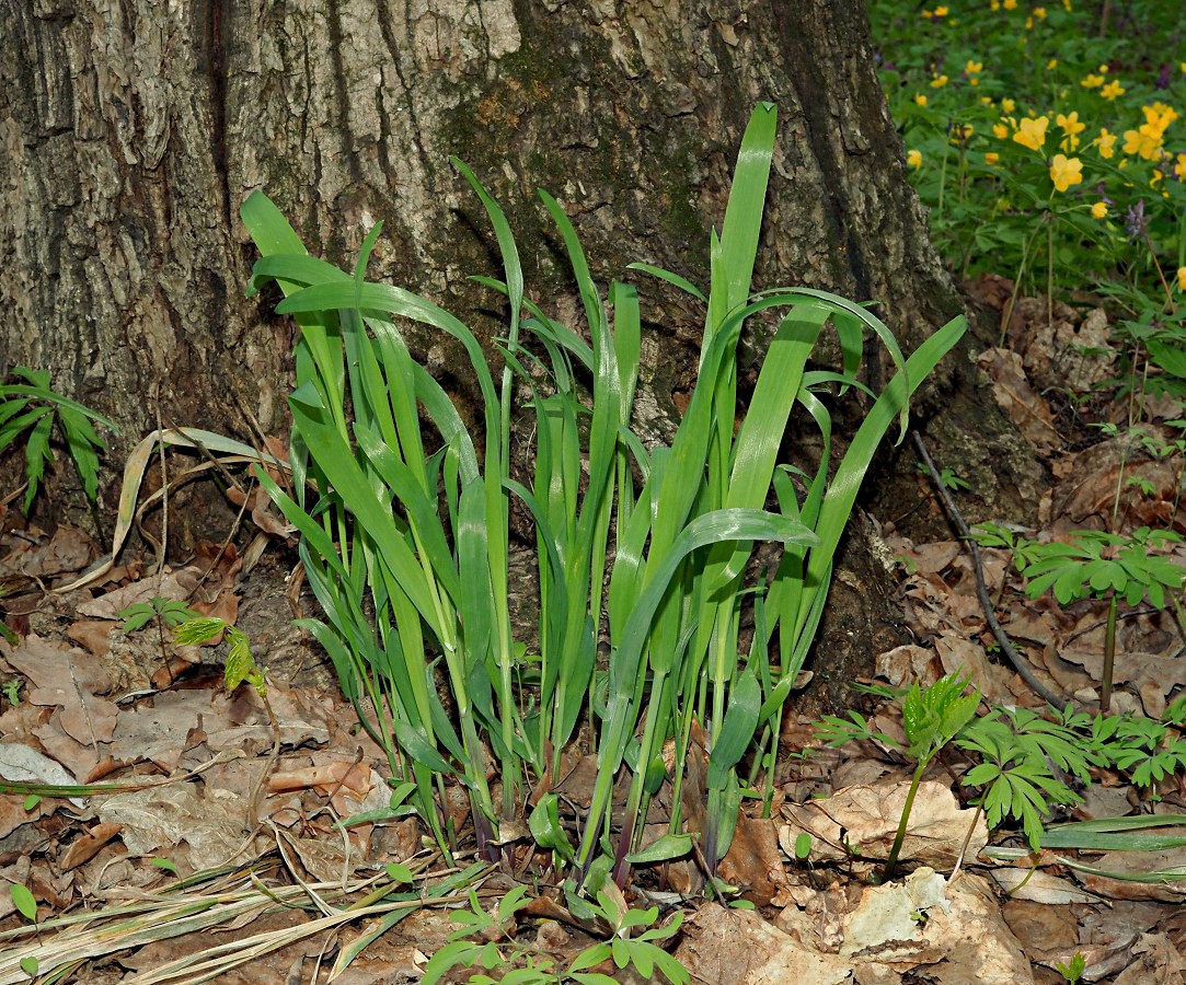 Image of Milium effusum specimen.