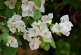 Bougainvillea glabra