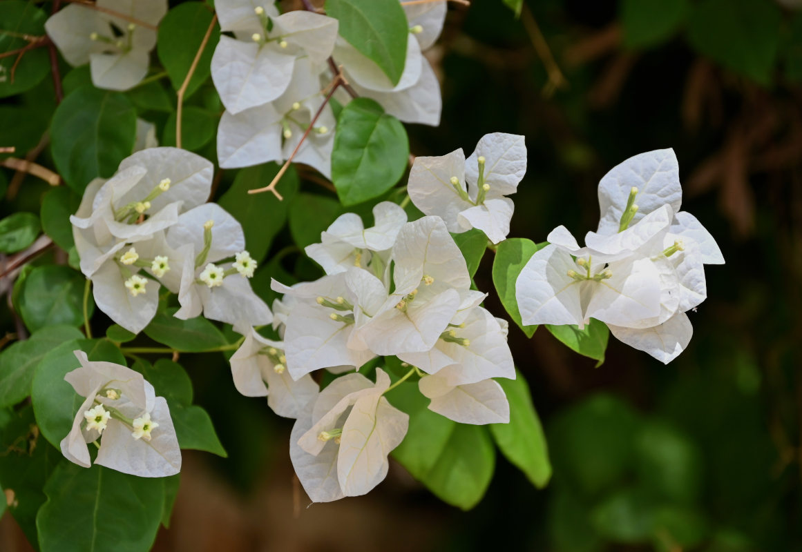 Изображение особи Bougainvillea glabra.