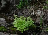 Saxifraga sibirica