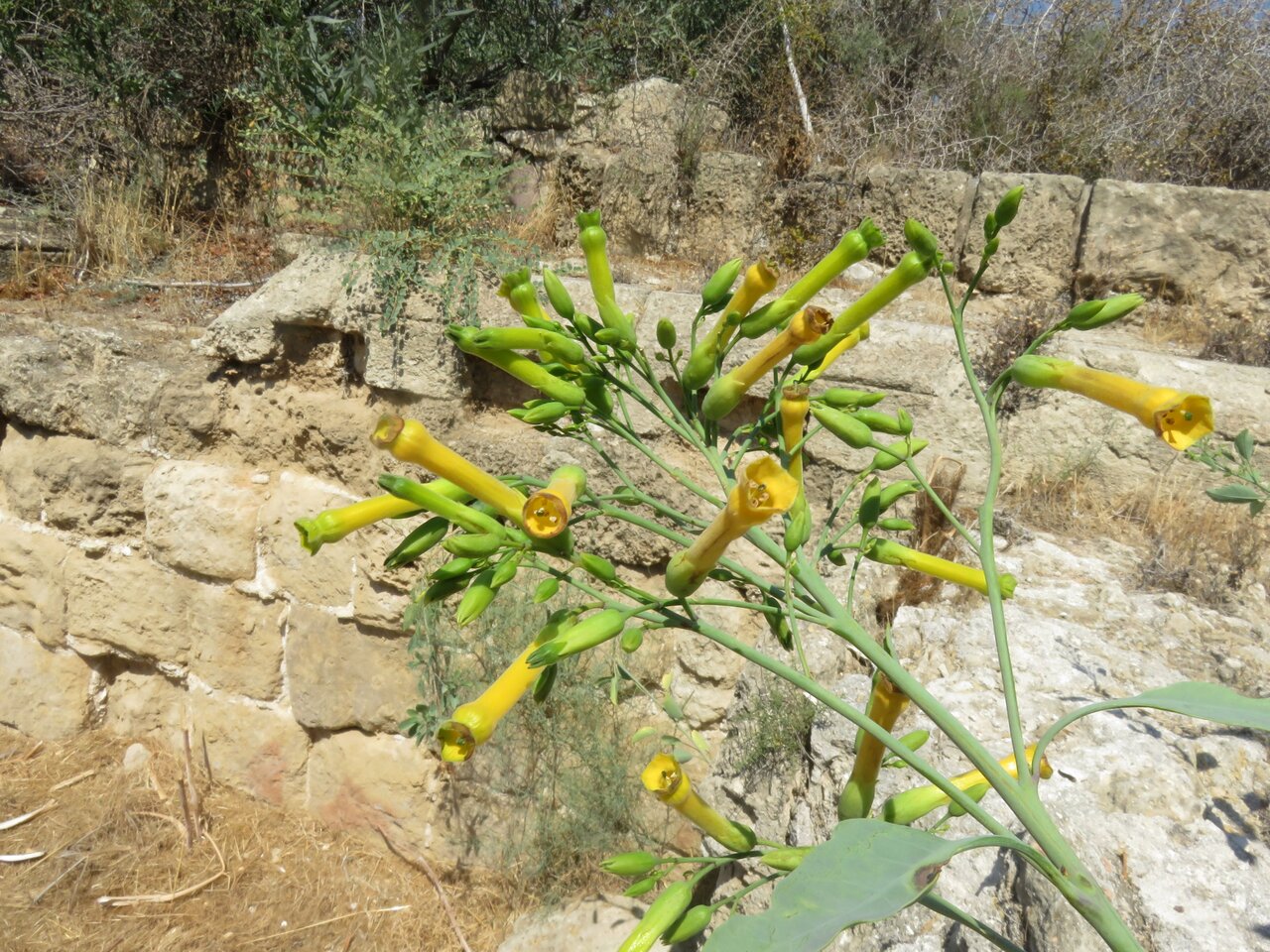 Image of Nicotiana glauca specimen.