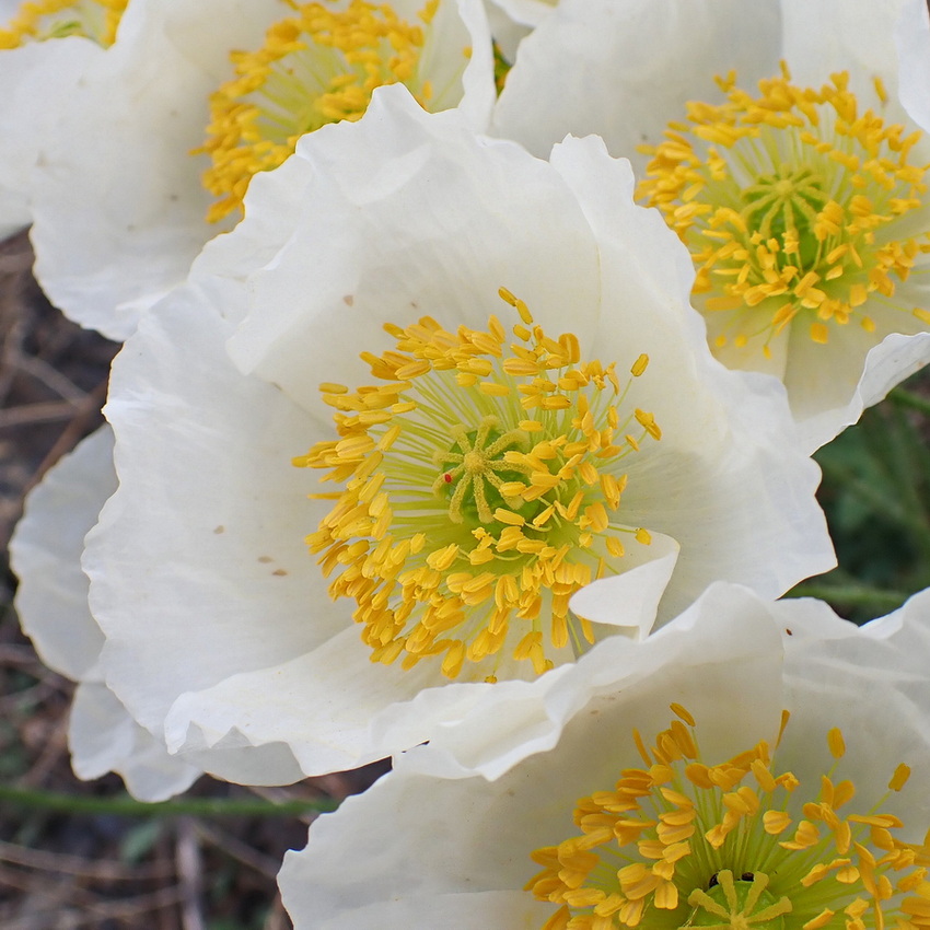 Изображение особи Papaver amurense.