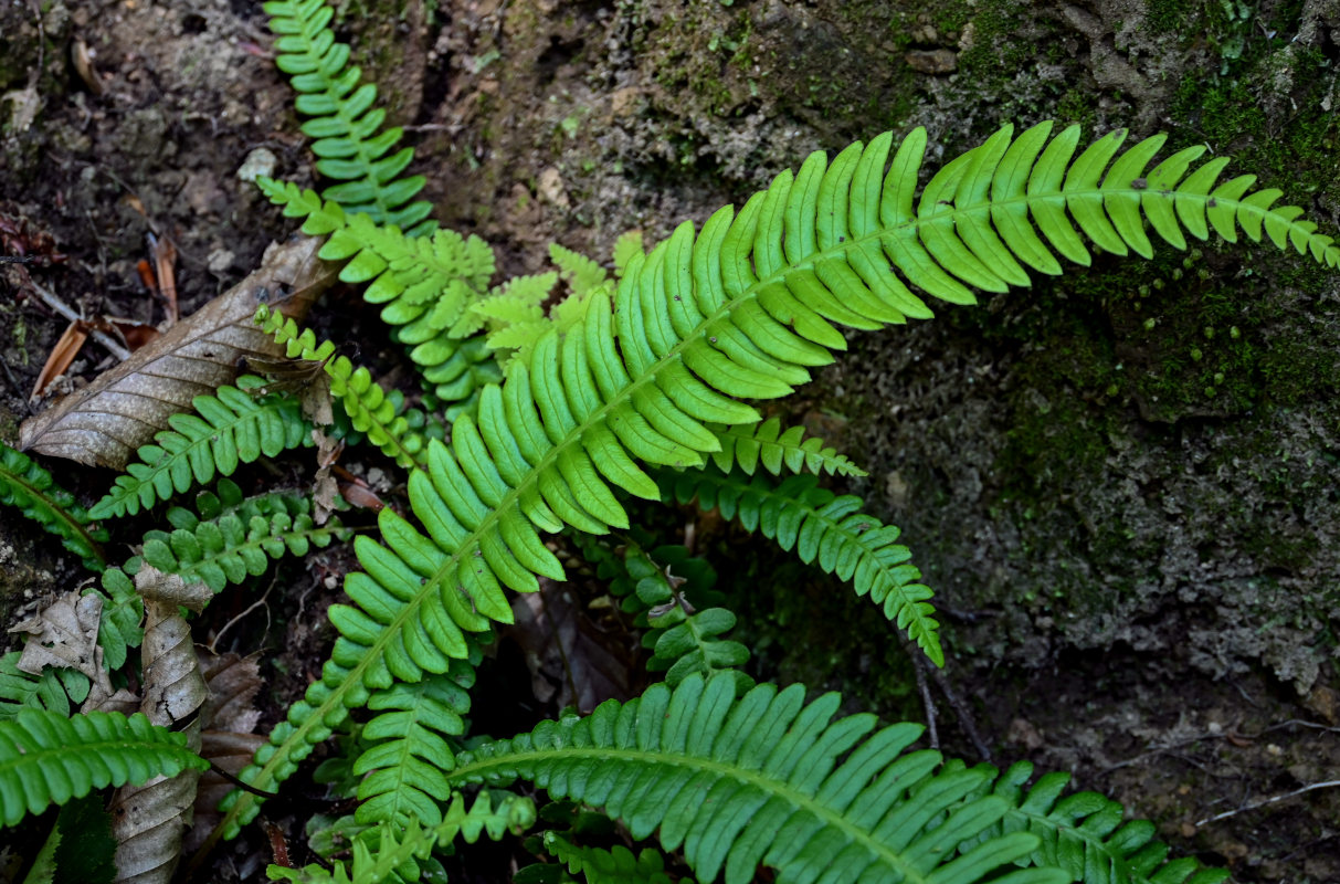 Image of Blechnum spicant specimen.