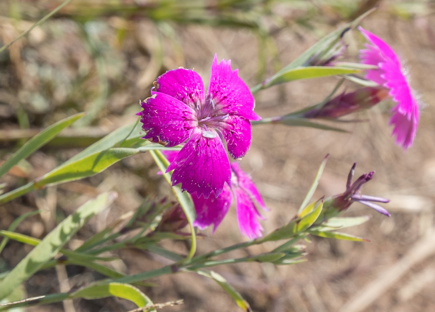 Изображение особи Dianthus versicolor.