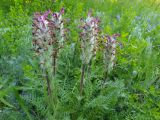 Смотреть изображение Pedicularis dasystachys