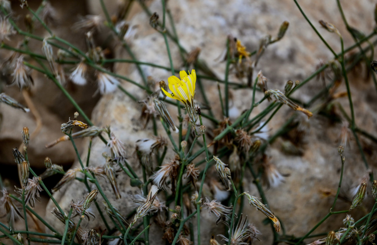 Image of Launaea nudicaulis specimen.