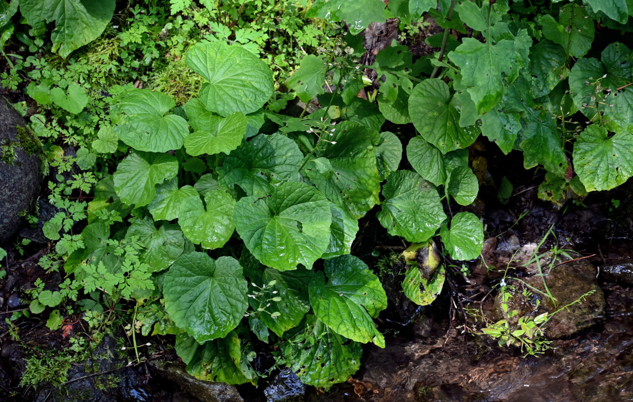 Image of Pachyphragma macrophyllum specimen.