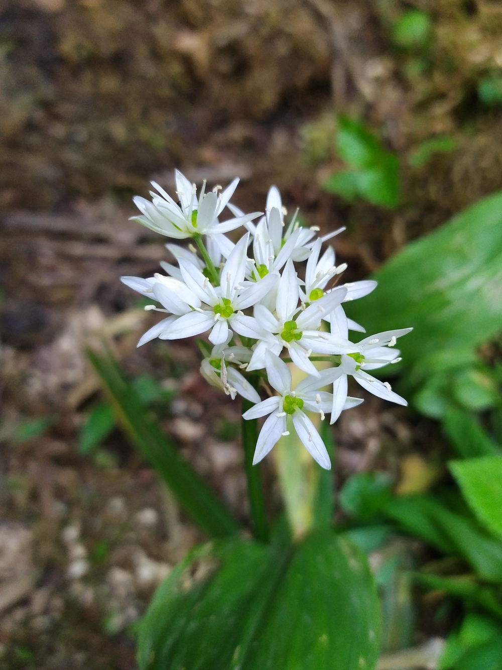 Image of Allium ursinum specimen.