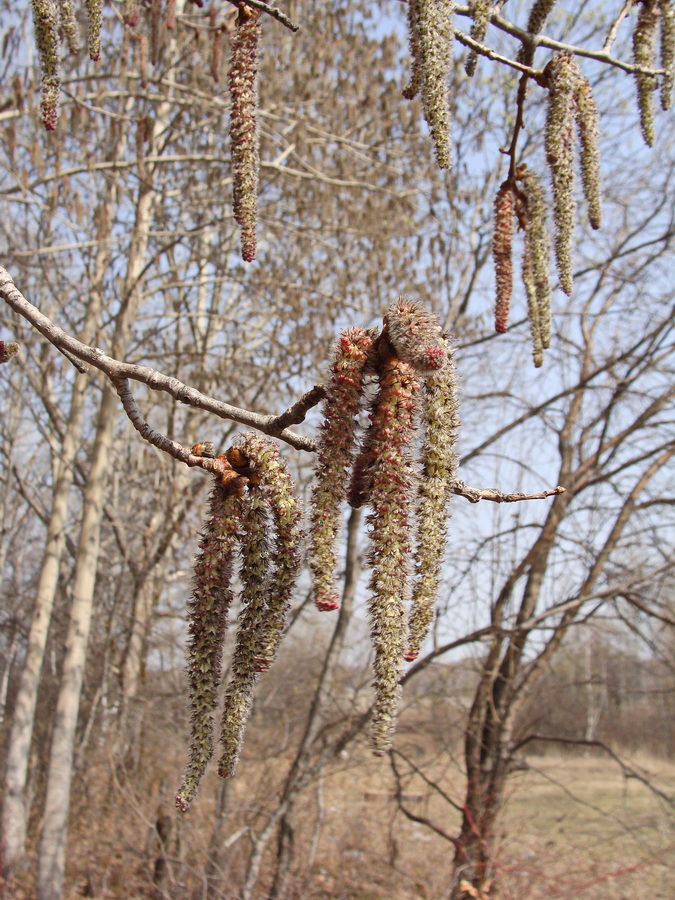 Изображение особи Populus davidiana.