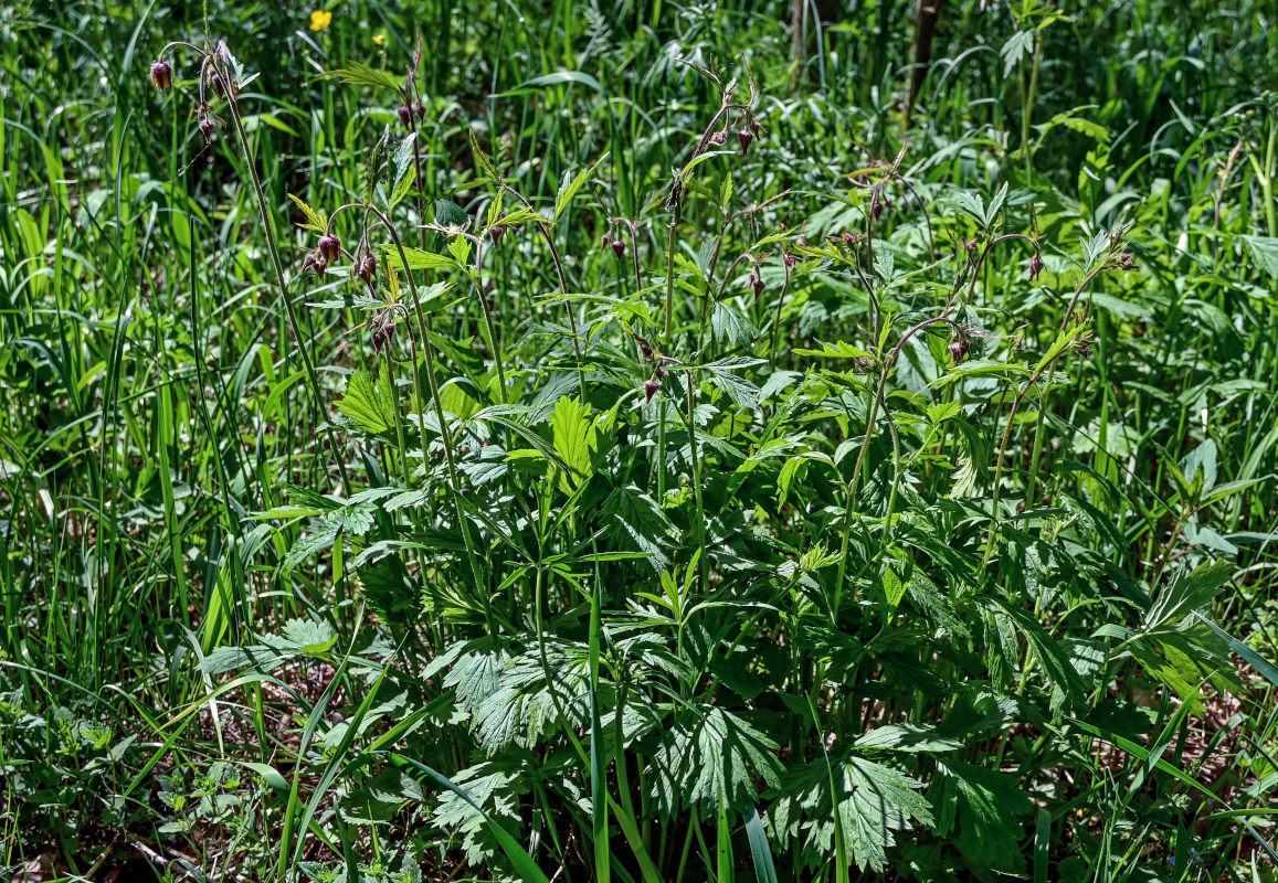 Image of Geum rivale specimen.